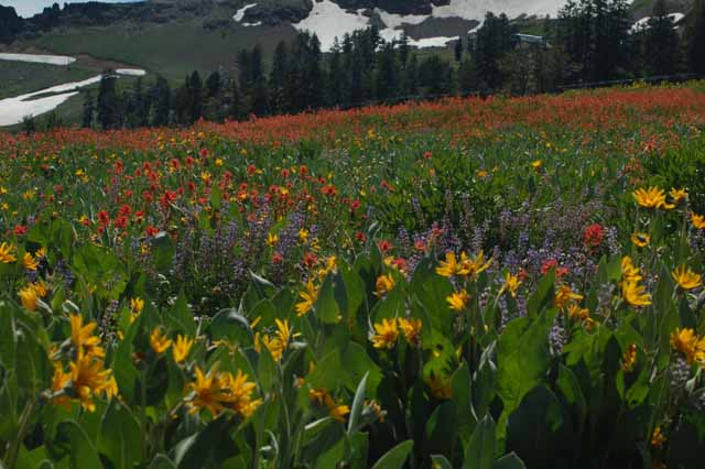 High Camp meadows